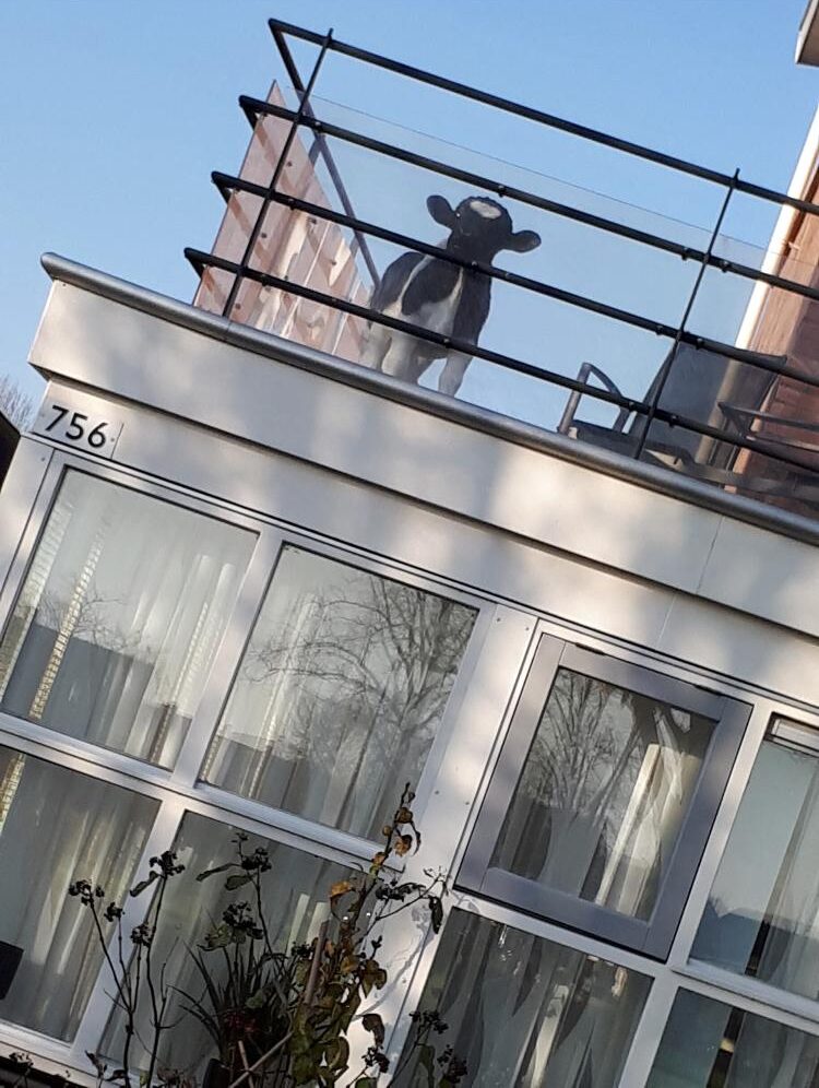 Koe op het balkon